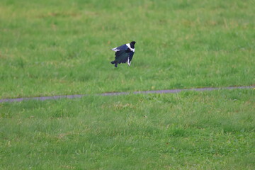 Eurasian magpie (Pica pica) in flight in its natural environment
