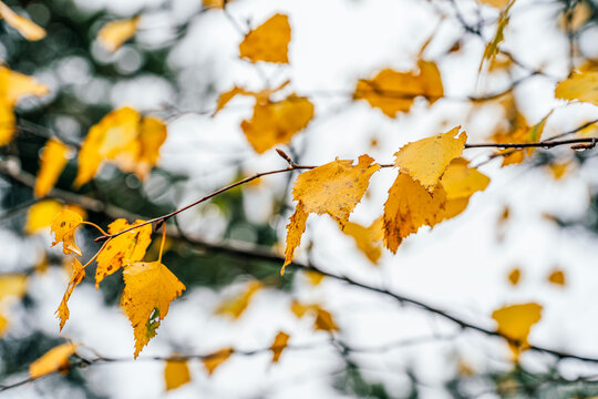 Golden Autumn Leaves on Branch with Fresh Snow, Seasonal Transition Scene