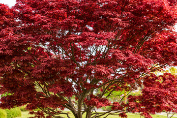 Red Maple Tree Foliage in Natural Daylight Garden Scene
