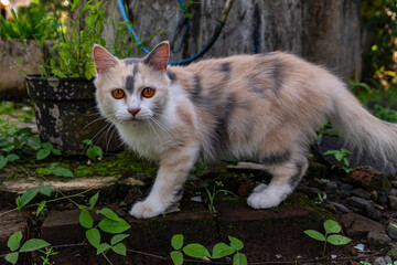 Domestic Cat with Orange Eyes in Garden Outdoor Feline Pet Photography