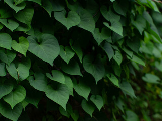 Dense heart-shaped green leaves of sweet potato vine or morning glory plant creating natural texture background