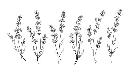 Lavender Serenity: Delicate line art of lavender sprigs, each stem gracefully reaching upward, embodying the simple beauty and soothing essence of nature. 