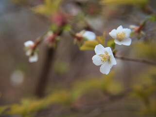 4月に咲いた小さくて繊細な近畿豆桜（キンキマメザクラ）