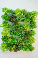 Organic lettuce, herbs grown in vertical hydroponic system. Lush mix of fresh leaf lettuce, romaine, butterhead, spinach, parsley, dill, basil thriving under artificial light. Green agro business.