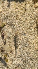 Camouflaged Fish on Sandy Seabed