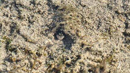 A small marine creature peeking from its sandy burrow