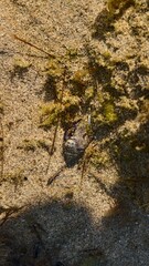 Small Crab Camouflaged on a Sandy Seafloor in Shallow Water