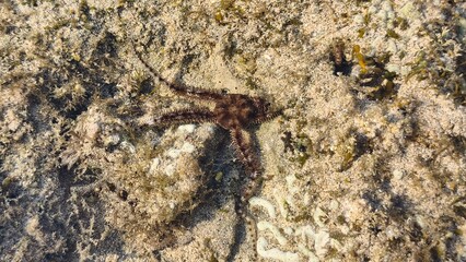 Small Starfish Blending into Sandy Seabed