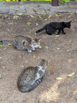 cats on the ground in a parf of Antalya