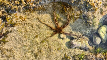 Brittle Star in a Shallow Tide Pool