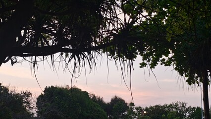 Silhouetted Trees Against a Soft Twilight Sky