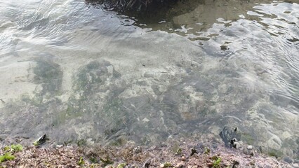 Clear Rippling Water Over Submerged Rocks and Algae