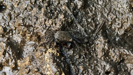 Small Crab Camouflaged on a Muddy Tidal Flat