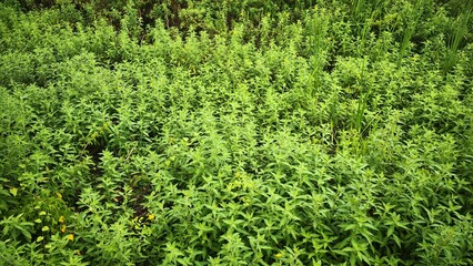 Dense Green Foliage in a Natural Field