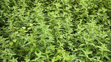 Dense Green Foliage in a Natural Setting
