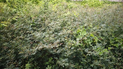 Dense Green Shrubbery with Lush Foliage