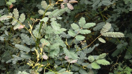 Delicate Green Leaves of a Mimosa Plant