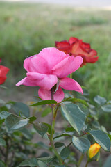 Beautiful pink rose flower closeup in garden, A very beautiful pink yellow rose flower bloomed on the rose tree, Rose flower closeup, bloom flowers, Natural spring flower floral background