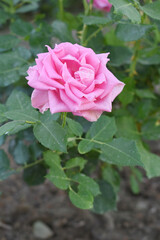 Beautiful pink rose flower closeup in garden, A very beautiful pink yellow rose flower bloomed on the rose tree, Rose flower closeup, bloom flowers, Natural spring flower floral background