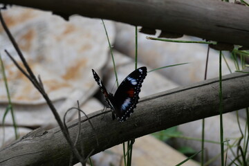 Butterflies display delicate wings, vibrant colors, graceful flight, and captivating beauty across natural blooming habitats.