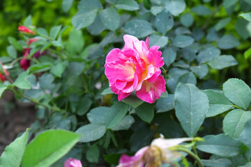 Beautiful pink rose flower closeup in garden, A very beautiful pink yellow rose flower bloomed on the rose tree, Rose flower closeup, bloom flowers, Natural spring flower floral background