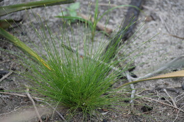 Rainforests provide lush greenery, rich biodiversity, vibrant wildlife, and vital ecosystems essential for Earth&rsquo;s balance.