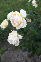 Beautiful white rose flower closeup in garden, A very beautiful white rose flower bloomed on the rose tree, Rose flower closeup, bloom flowers, Natural spring flower, Natural floral background,
