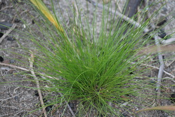 Rainforests provide lush greenery, rich biodiversity, vibrant wildlife, and vital ecosystems essential for Earth&rsquo;s balance.