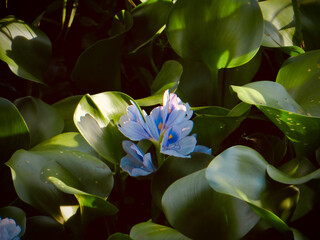 Blue Water Hyacinth Bloom in Warm Evening Light with Glossy Leaves on West Lake in Hanoi, Vietnam
