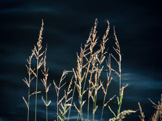 Sunlit Reeds Against Blue Water on West Lake in Hanoi, Vietnam