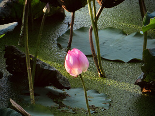 Lotus Bud Illuminated Over Green Pond on West Lake in Hanoi, Vietnam