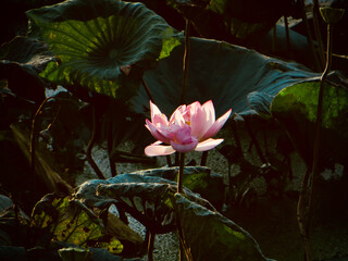 Lotus bloom centered (classic composition) on West Lake in Hanoi, Vietnam