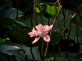 Side-lit lotus petals (soft, airy feel) on West Lake in Hanoi, Vietnam