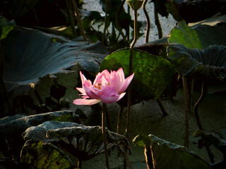 Lotus bloom framed by leaves (dramatic contrast) on West Lake in Hanoi, Vietnam