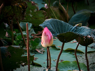 Lotus bud among leaves (anticipation mood) on West Lake in Hanoi, Vietnam