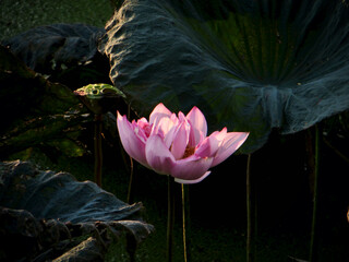 Pink lotus bloom in spotlight (dark pond) on West Lake in Hanoi, Vietnam