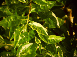 Lush leaves cluster (sunlit, layered composition) on West Lake in Hanoi, Vietnam