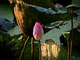 Lotus Bud in Dramatic Sunset Beam Over Algae Pond on West Lake in Hanoi, Vietnam