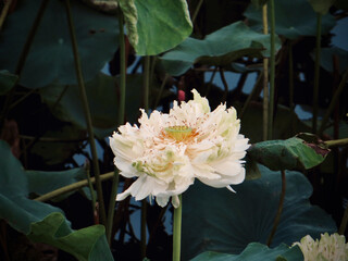 White Sacred Lotus over Water with Natural Reflections on West Lake in Hanoi, Vietnam