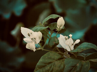 White Bougainvillea Bracts with Soft Teal Garden Bokeh on West Lake in Hanoi, Vietnam