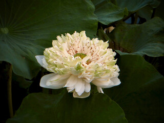 Ruffled White Lotus Flower Close-Up over Giant Leaves in the afternoon on West Lake in Hanoi, Vietnam