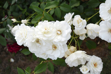 Beautiful white rose flower closeup in garden, A very beautiful white rose flower bloomed on the rose tree, Rose flower closeup, bloom flowers, Natural spring flower, Natural floral background,