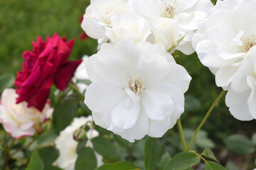 Beautiful white rose flower closeup in garden, A very beautiful white rose flower bloomed on the rose tree, Rose flower closeup, bloom flowers, Natural spring flower, Natural floral background,