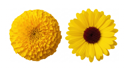Two yellow flowers isolated on transparent background