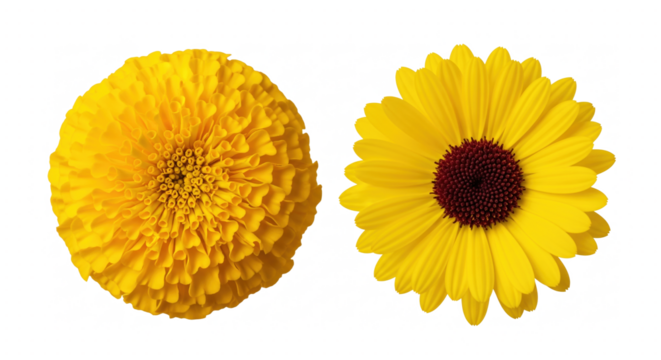 Two yellow flowers isolated on transparent background