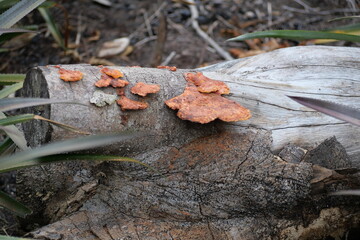 Rainforests provide lush greenery, rich biodiversity, vibrant wildlife, and vital ecosystems essential for Earth&rsquo;s balance.