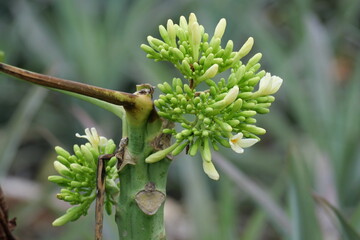 Wild edible forest fruits offer natural sweetness, rich nutrients, and unique flavors found in untouched wilderness.