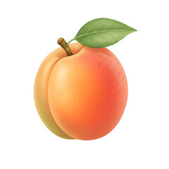 Apricot on white background