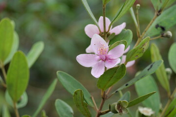 Wild edible forest fruits offer natural sweetness, rich nutrients, and unique flavors found in untouched wilderness.