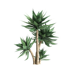 Agave attenuata plants 3d illustration on transparent background